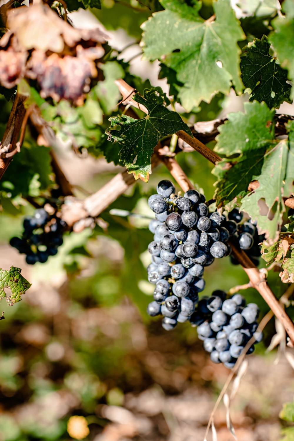 producteur de vin