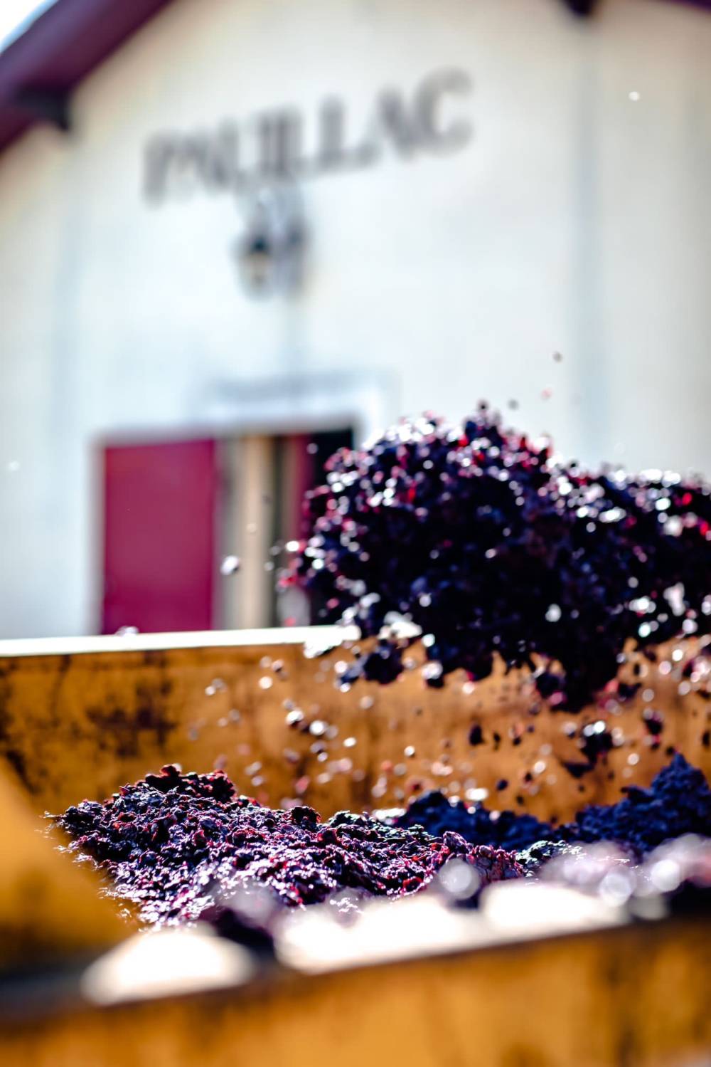 vignoble