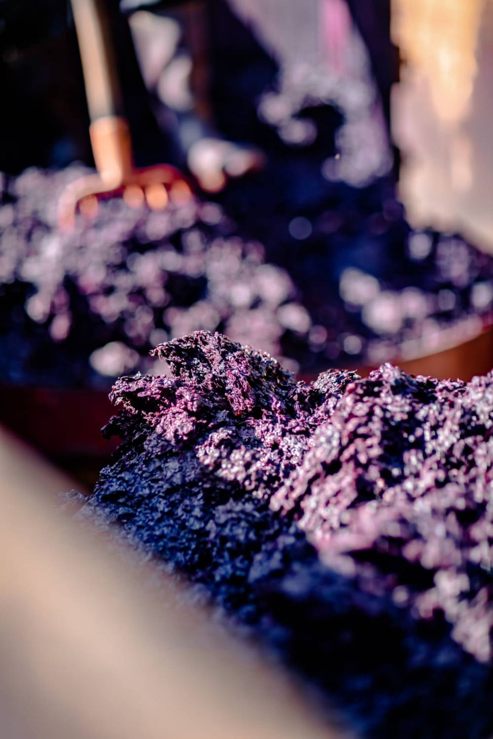 vignoble