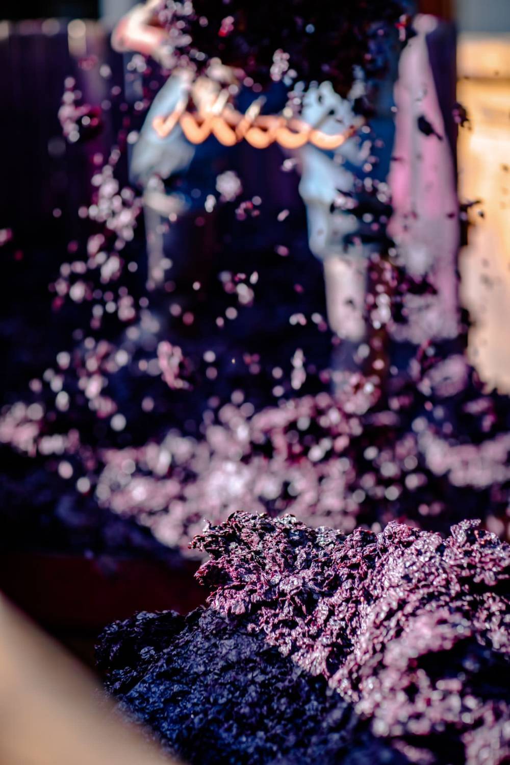 vignoble