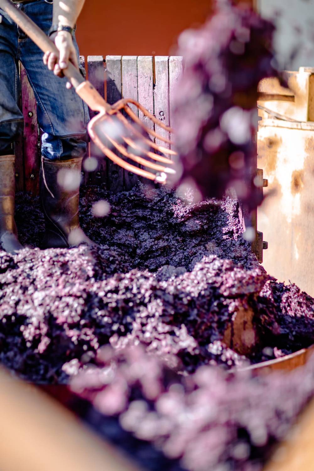 vignoble